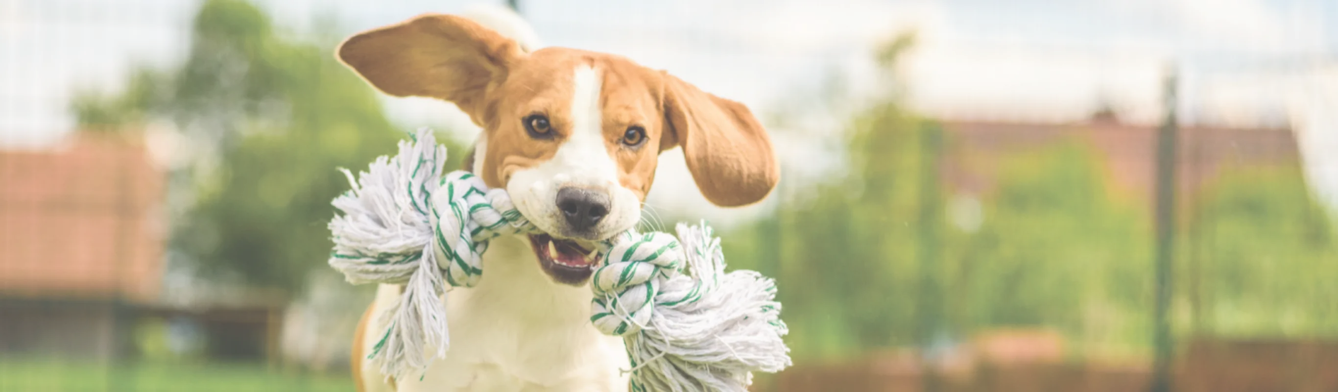 Dog running and holding a rope toy in mouth